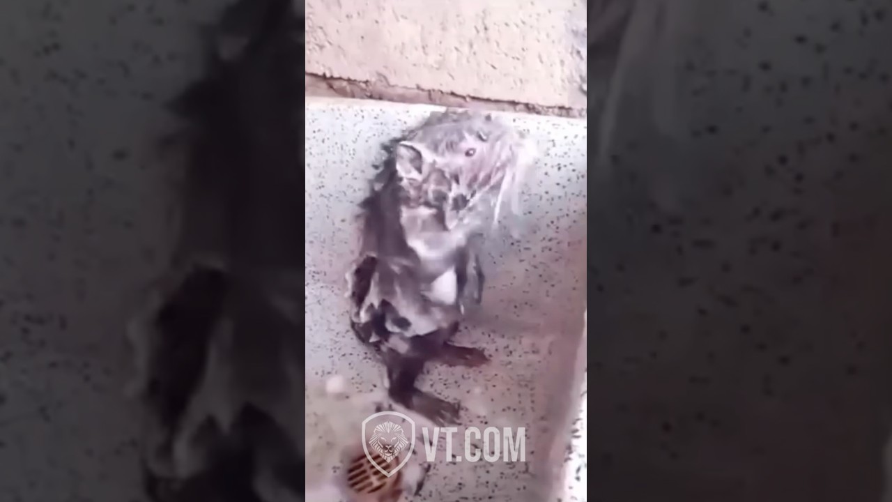 Singing Rat Takes a Shower &ndash; Funniest Video Ever! 🎤😂🐭