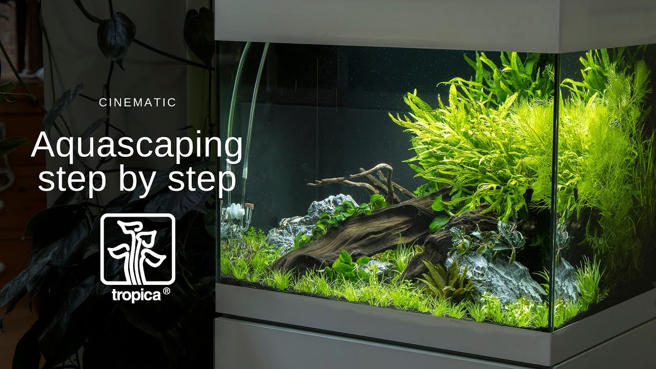 Planted Aquarium Aquascape Tutorial Step By Step - Cinematic