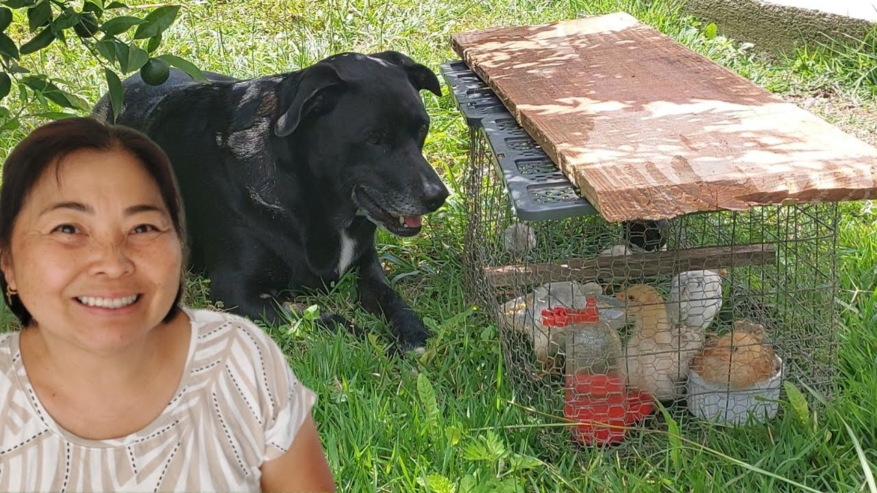 Colocamos cerca no jardim | E o que aconteceu com os ovos chocados pela Topetinha (mini garnizé)