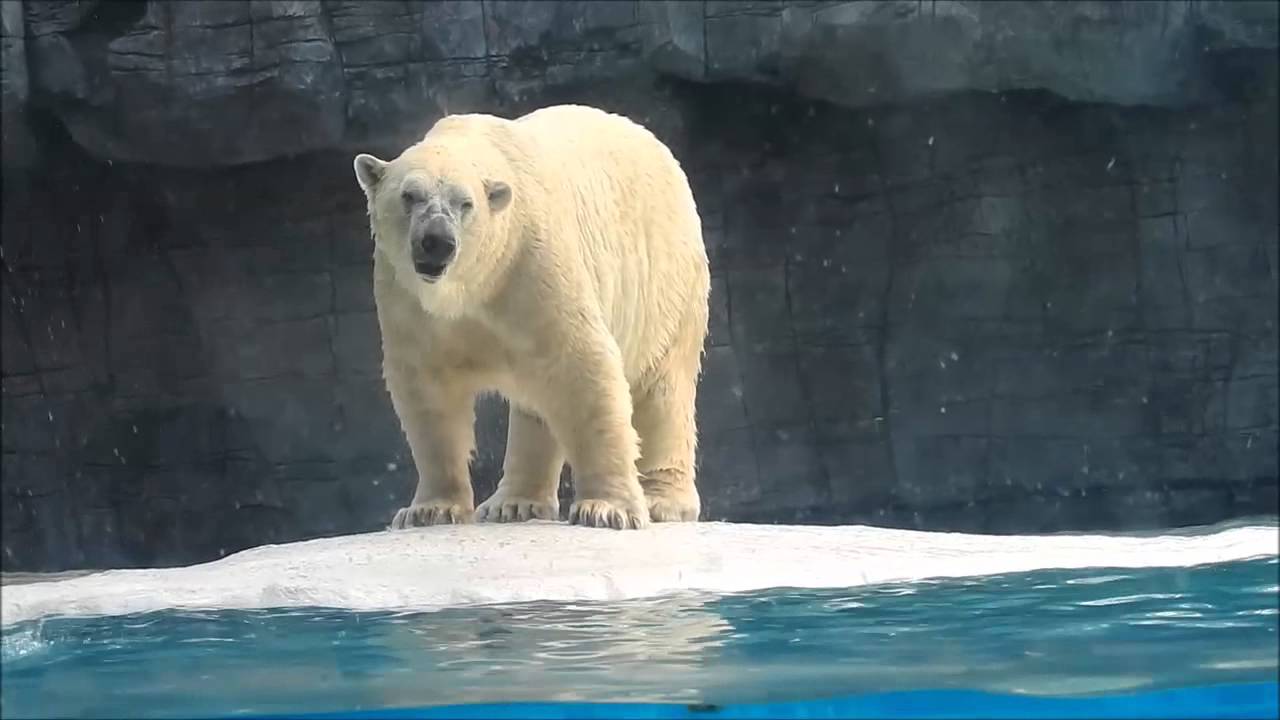 Inuka - The Polar Bear of Singapore Zoo