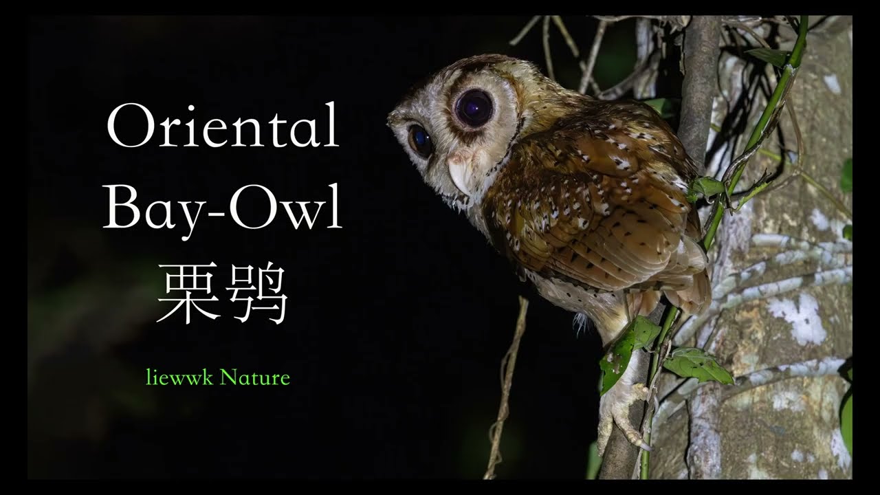 Oriental Bay-Owl making call ... lucky moment .. 栗鸮叫不停。。。