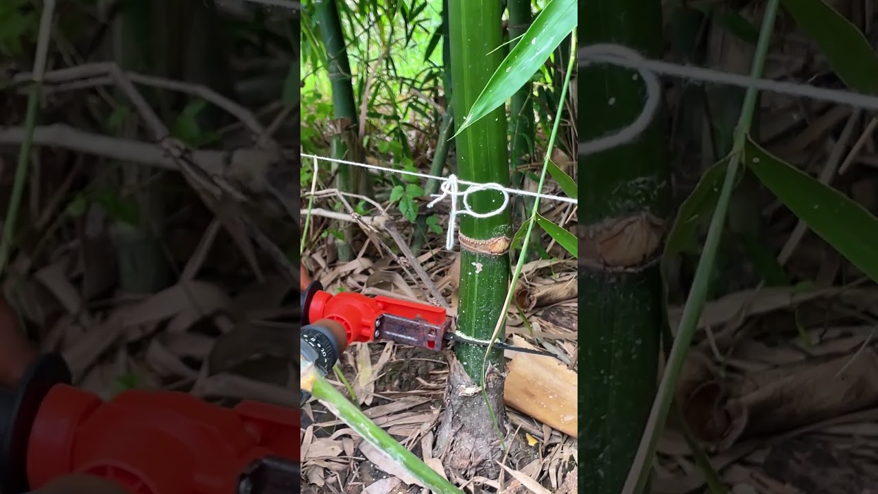 Review Cưa lỏ và cái kết