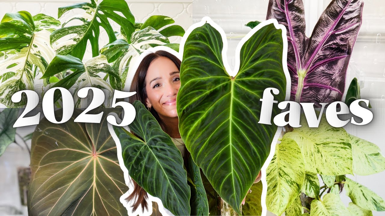 my 2025 houseplant favorites🗓️🌿| top 10 plants + honorable mentions ✨