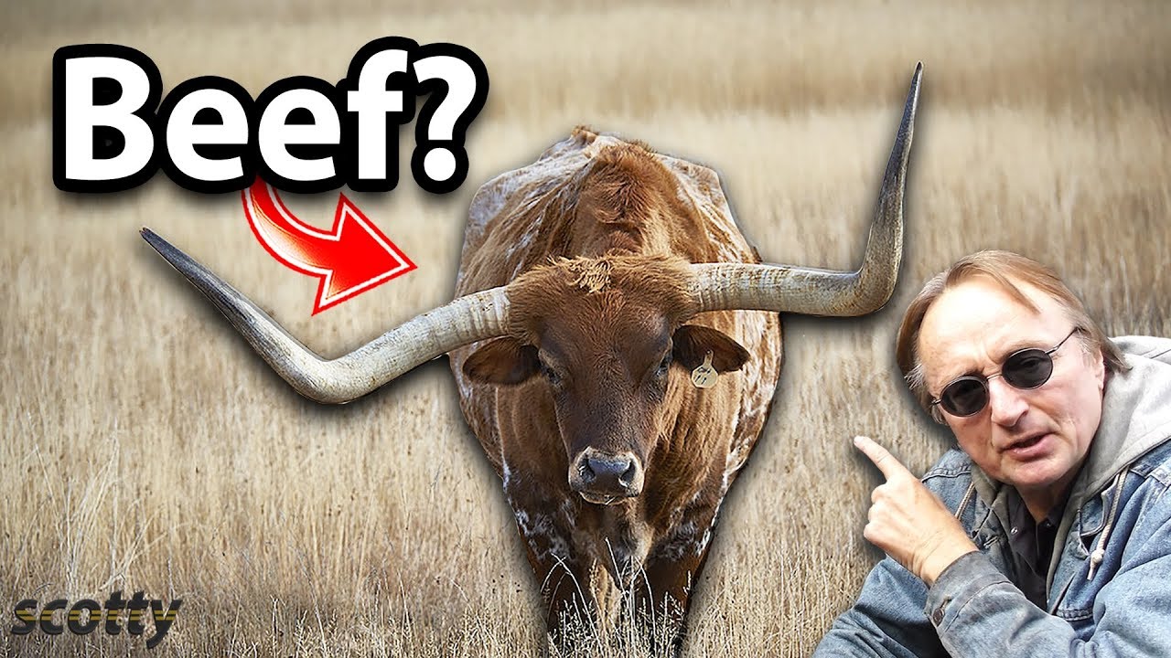 Что такое говядина с восстановлением Chris и Headlight?