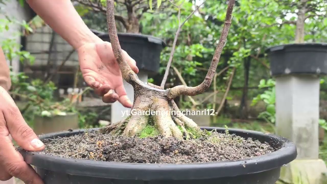 GANTI MEDIA BONSAI ANTING PUTRI @Gardeneringchanel12- #bonsaiindonesia #bonsai #bonsaitree 