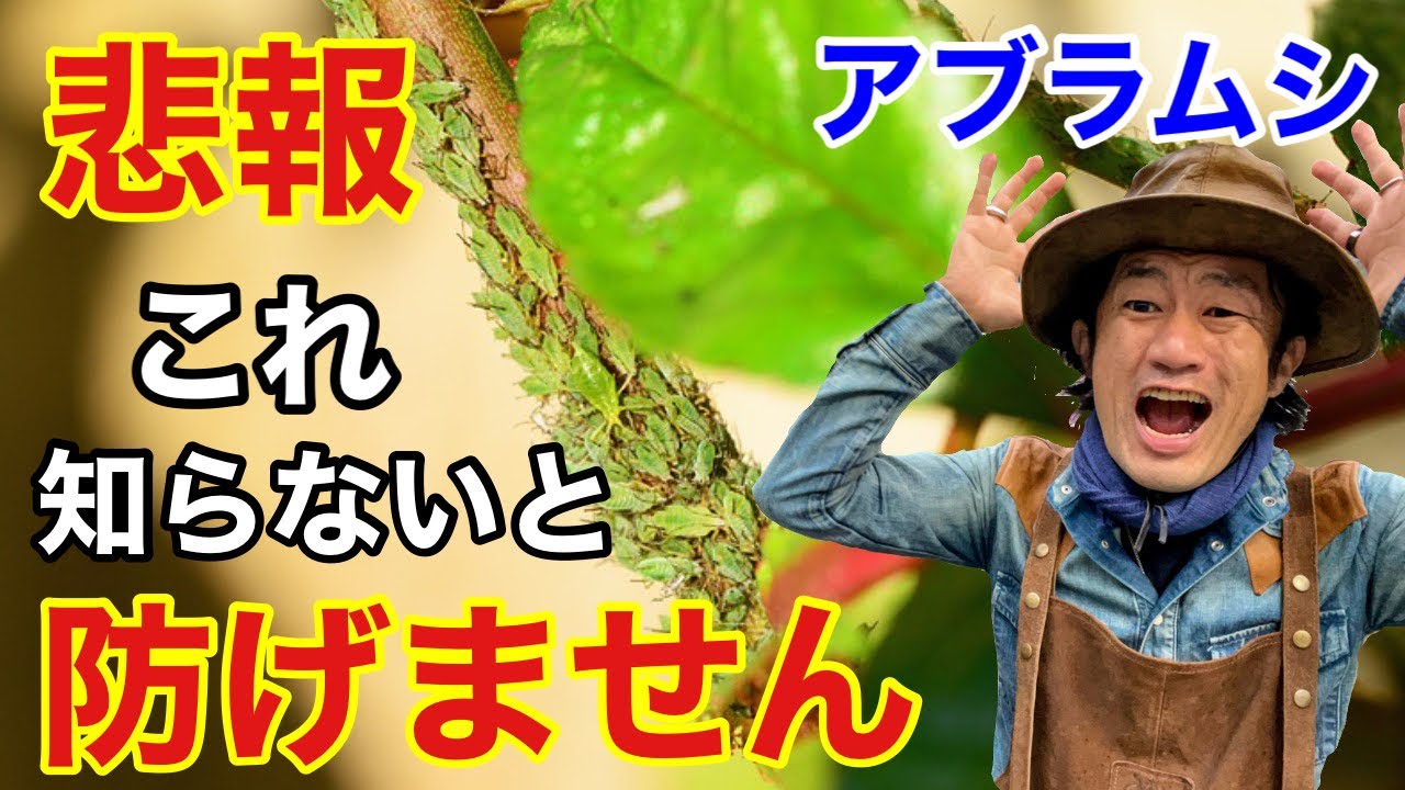 【知ってて下さい】アブラムシすべて駆除できません　【カーメン君】【園芸】【ガーデニング】【初心者】【退治】【害虫】