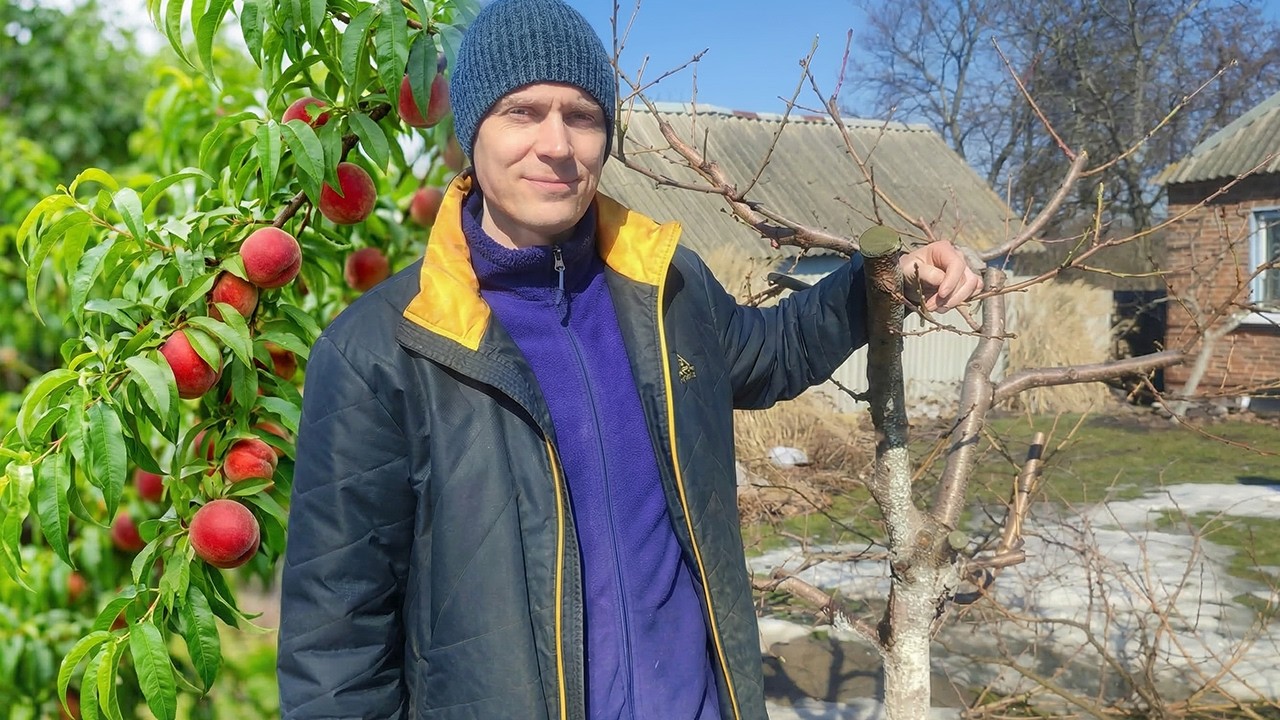 Секрет великих персиків: Правильна обрізка.