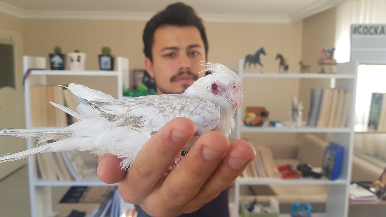 KUŞLARDA TÜY HASTALIĞI!!! || TÜY SORUNLU SULTAN PAPAĞANI VE MUHABBET KUŞU  || FRANSIZ TÜY HASTALIĞI