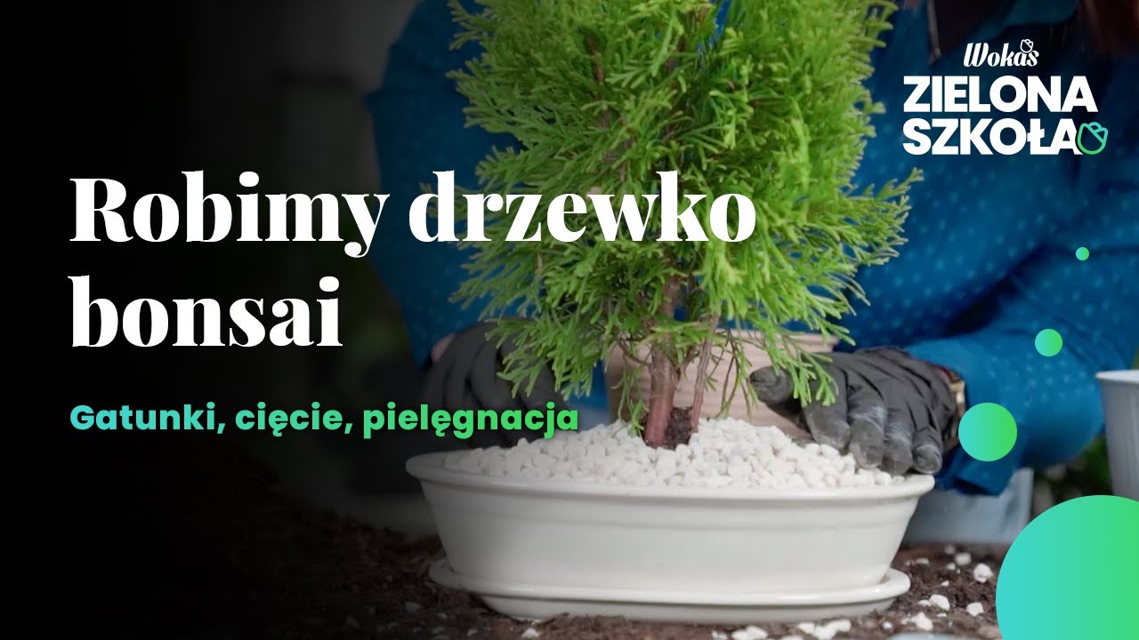 Robimy drzewko bonsai | Sprawdź tutorial dla początkujących!
