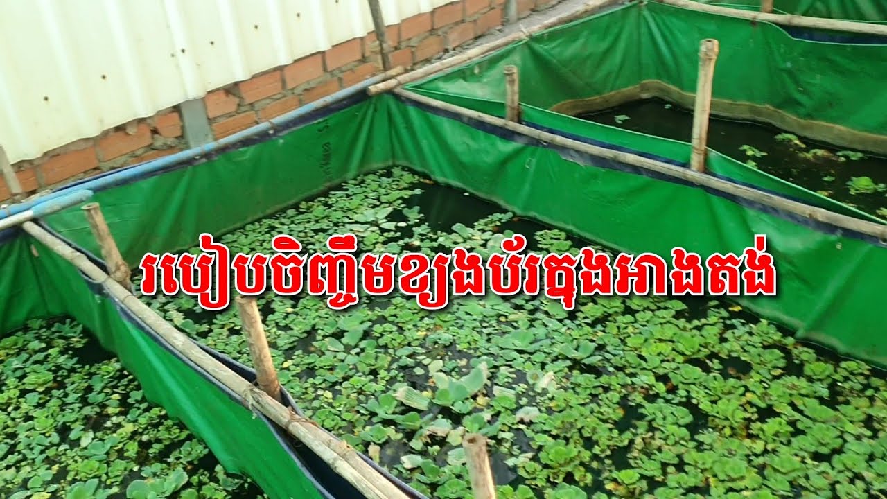 របៀបចិញ្ចឹមខ្យងប័រក្នុងអាងតង់ #ខ្យងប័រ #snail 