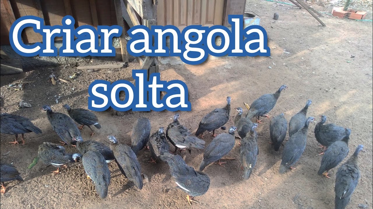 Criando filhote de angola solta