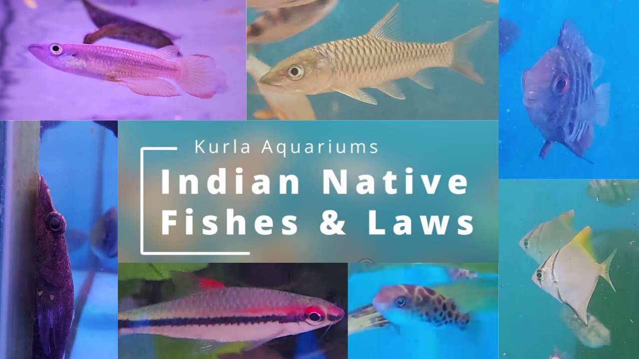 Indian Native Fishes & Freshwater Fish Laws | English [CC] | Kurla Aquariums