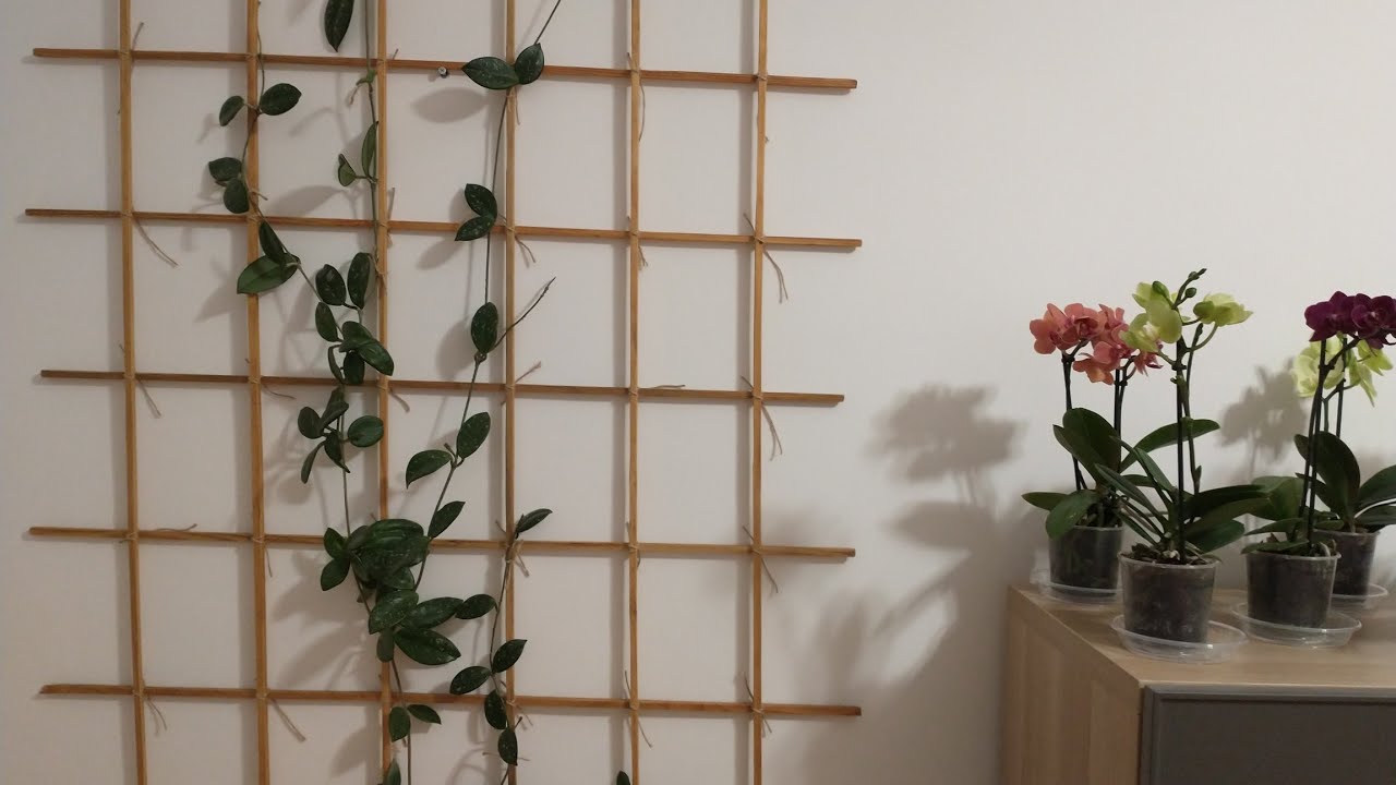 Suport planta cataratoare - Hoya sau Lacrima Maicii Domnului