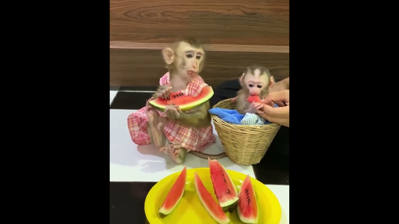 Cute Baby Monkeys Enjoying Watermelon Together 🍉🐒
