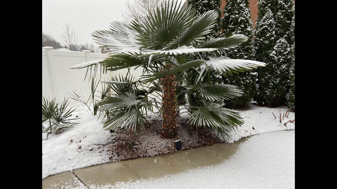 Trachycarpus fortunei winter protection zone 6 and 7