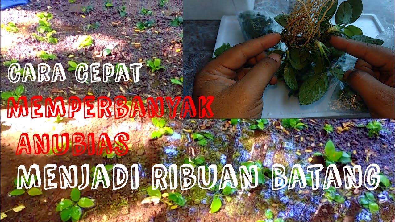 Tips Memperbanyak Anubias emersed | Update Kondisi Farm