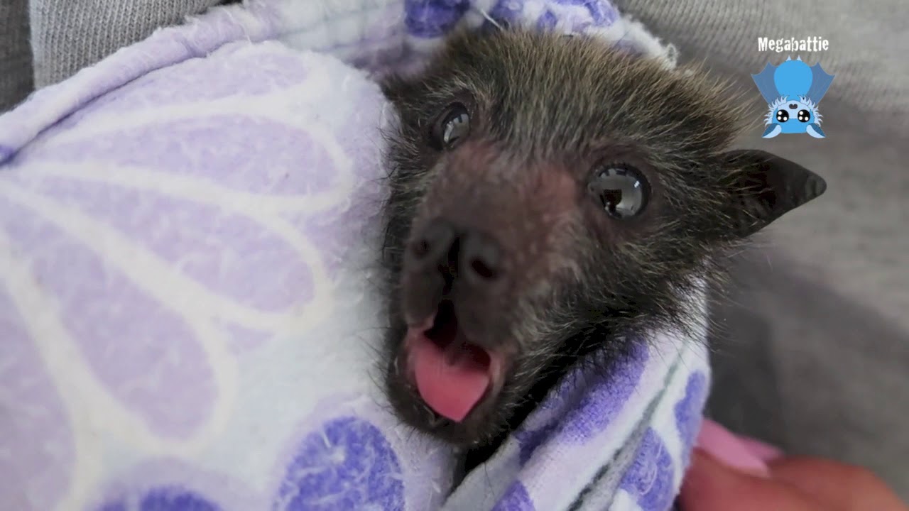Baby bat after a feed:  this is Icicle doing yawns.