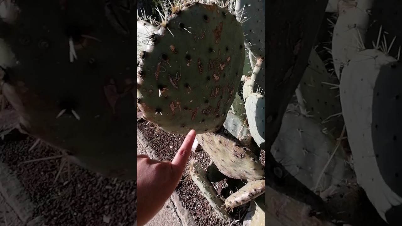 Giant Succulent Garden in Barcelona Spain 🇪🇸 | Chang Cay