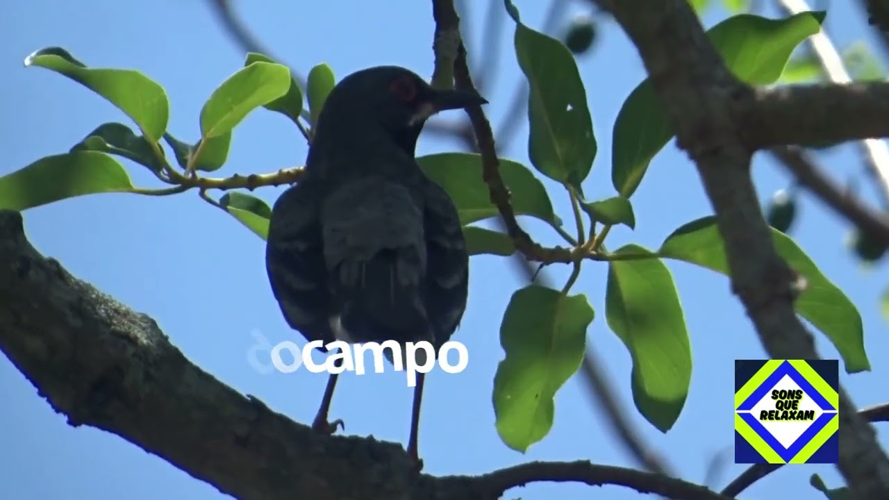 🐦🍂 Cantos de Aves para Estudar e se Concentrar Melhor