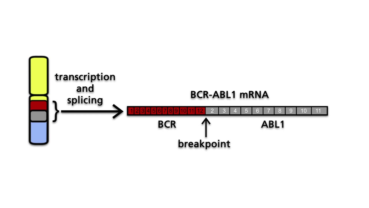 BCR-ABL1 and the Philadelphia chromosome - Part 2: The Philadelphia chromosome