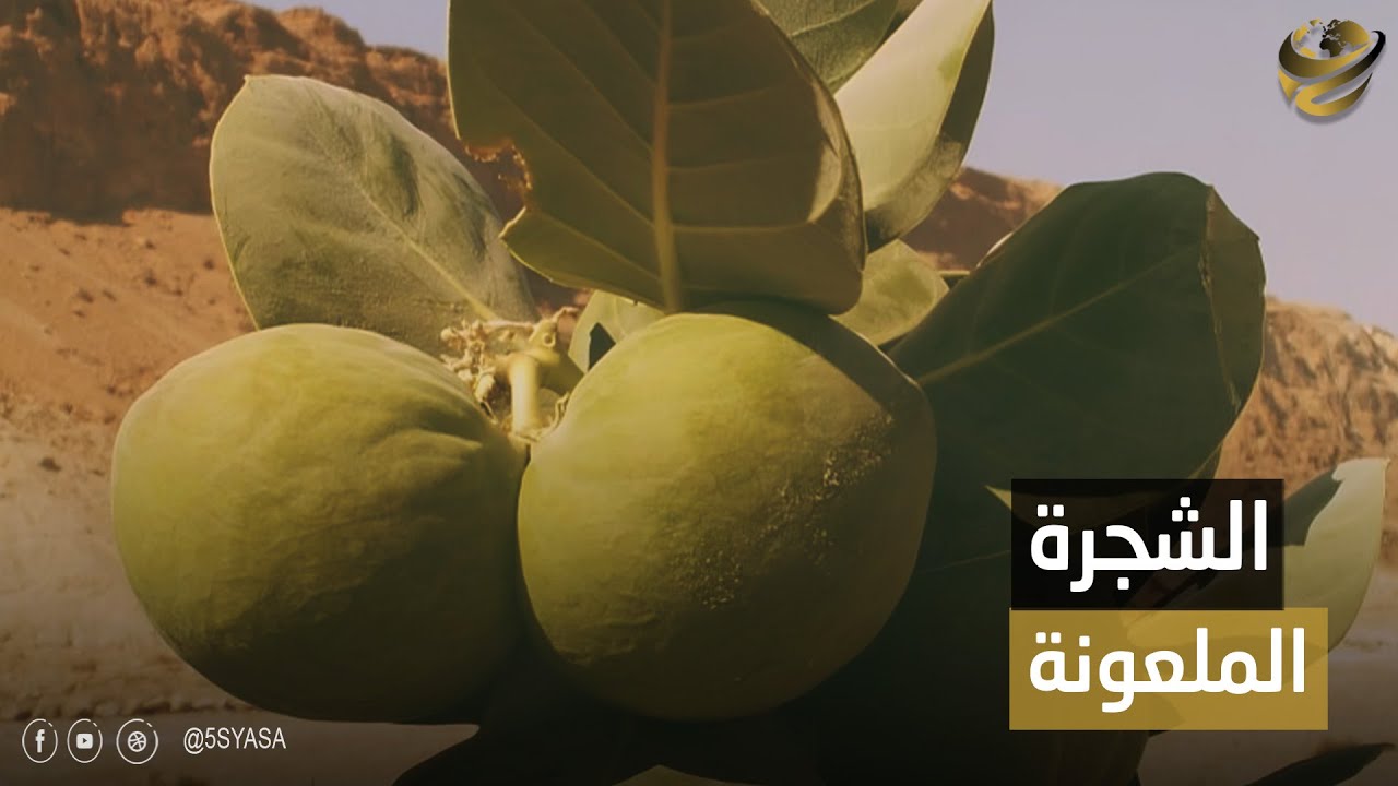 بيت الجان.. لغز النبات الغامض في صحراء مصر.. ليه ممنوع تلمسه !