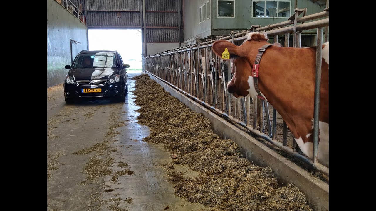 IJsjes kopen in de koeienstal in Hummelo dankzij 'Drive-Móóóh'