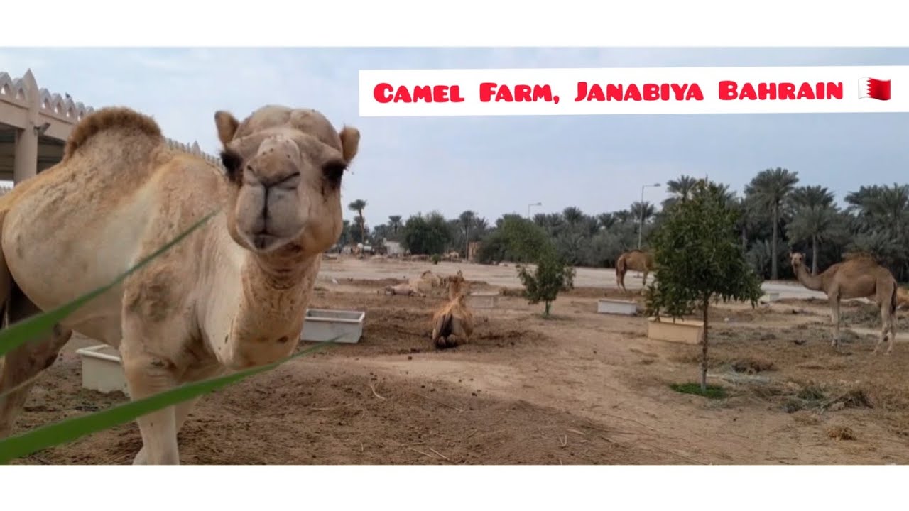 Camel Farm, Janabiya, Bahrain 🇧🇭 #R.R Journey #viralvideo #bahrain #wildlife