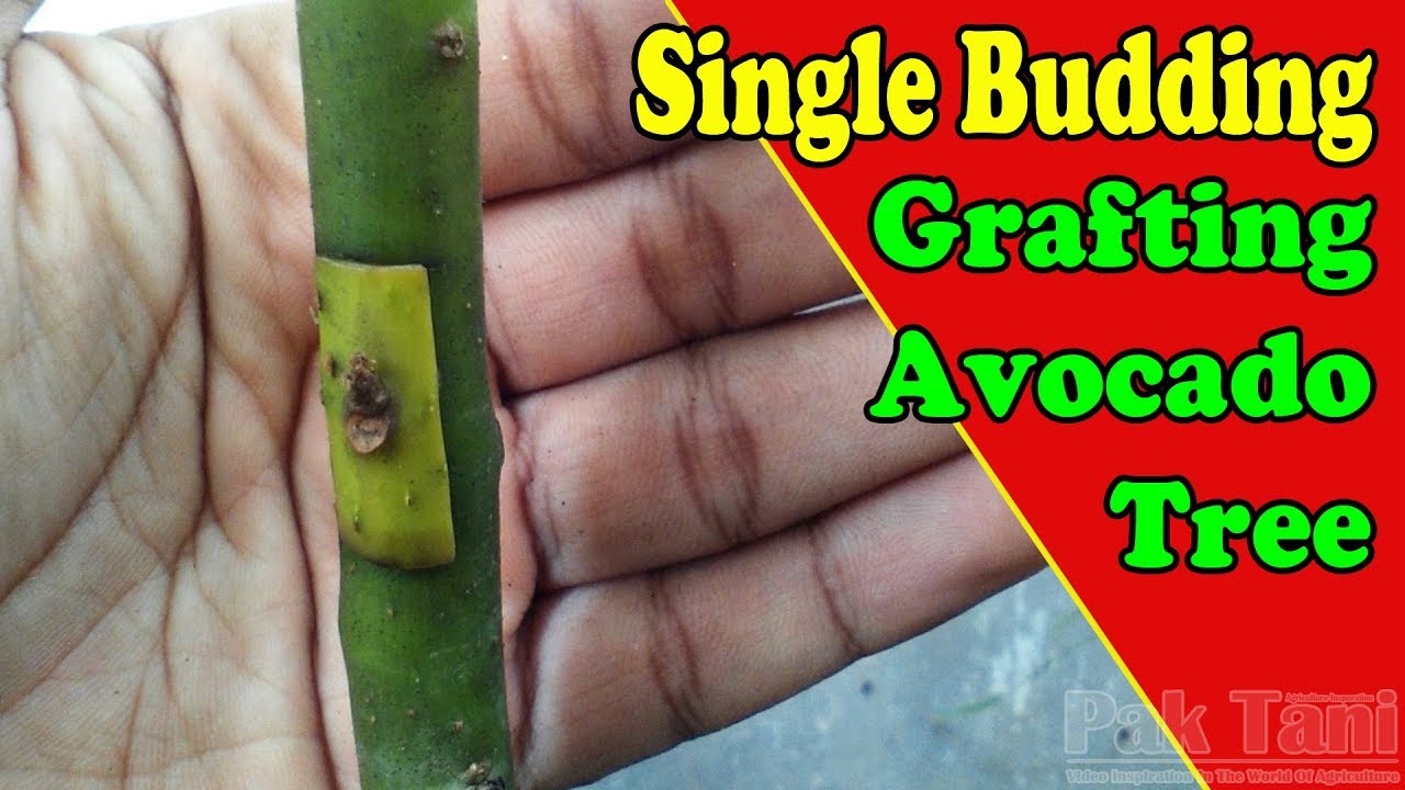 Single Bud Grafting Avocado Trees by Grafting Examples