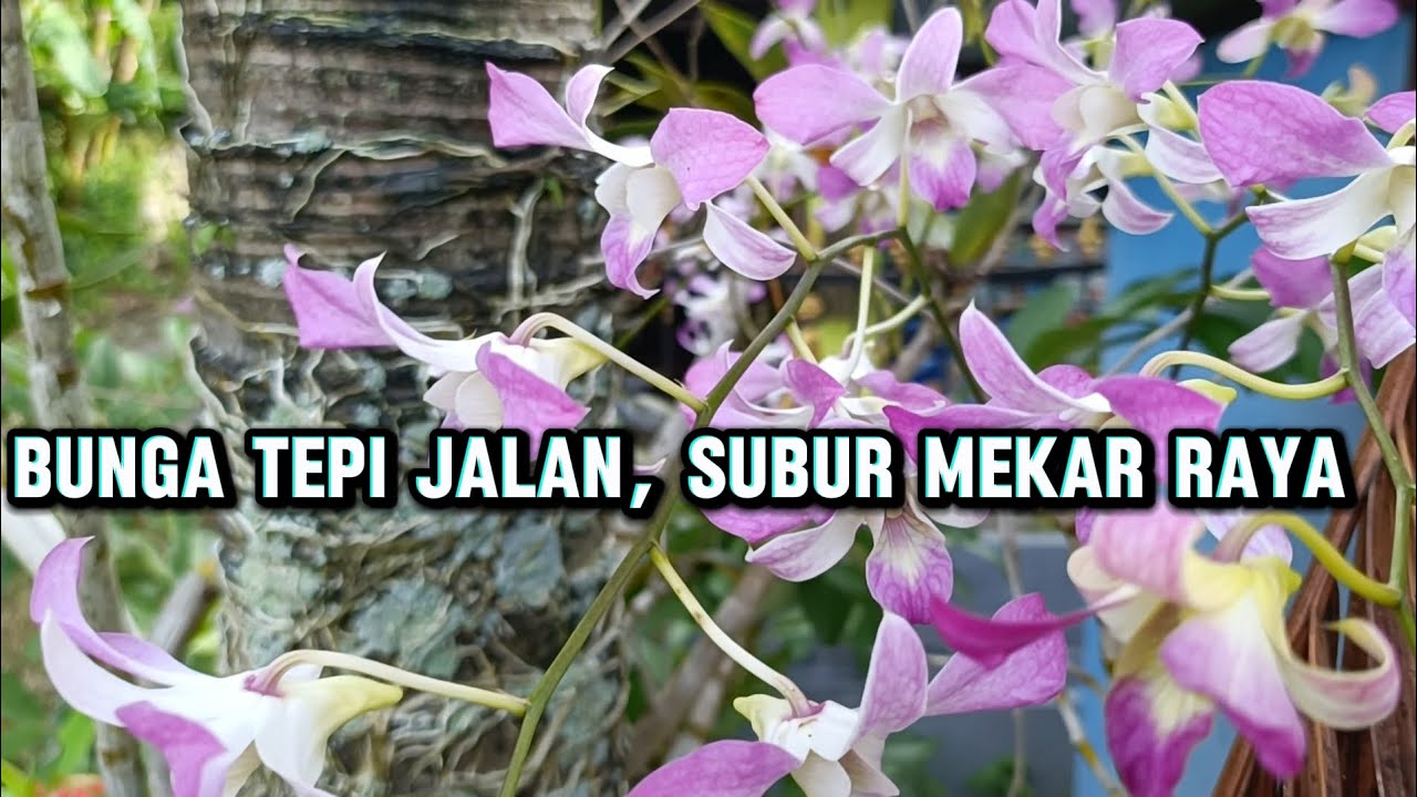 Anggrek tepi jalan, subur & mekar raya 