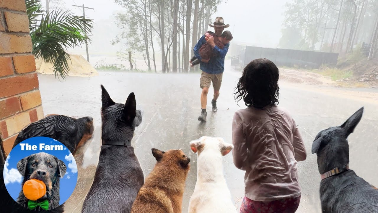 Torrential Rain // My Life Vlog - with Dogs