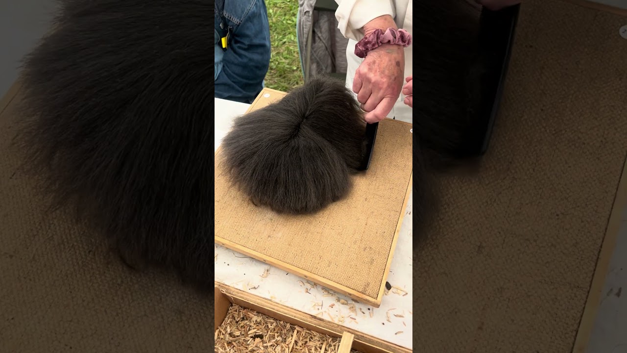Long haired guinea pig being brushed out #guineapig