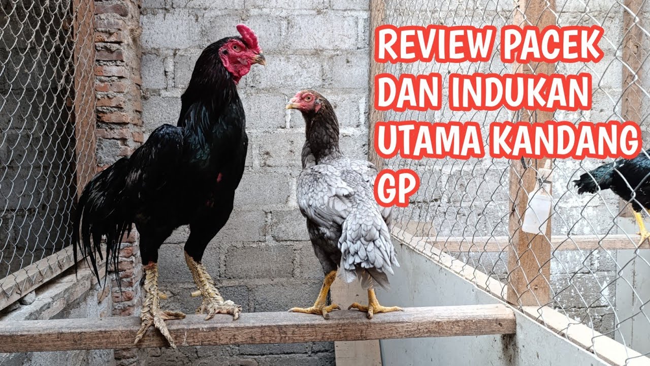INFO TERBARU PACEKAN , INDUKAN DAN ANAKAN DI KANDANG GP