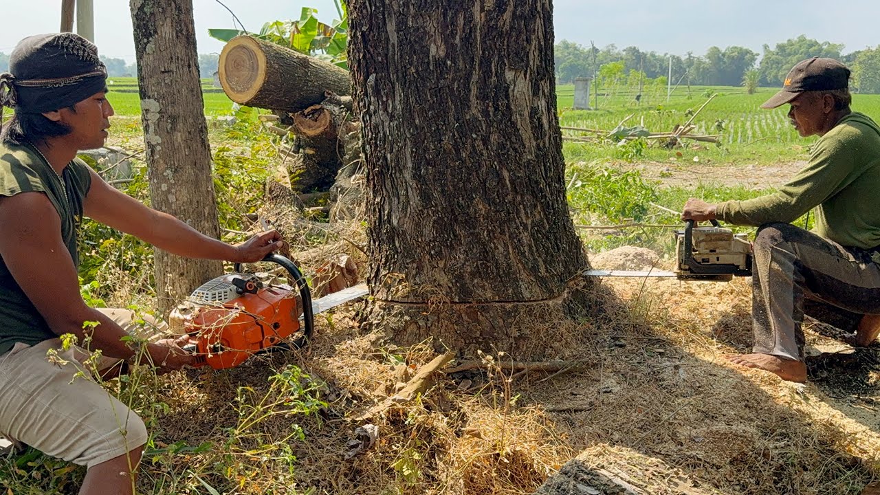 Cutting down two difficult trees‼️