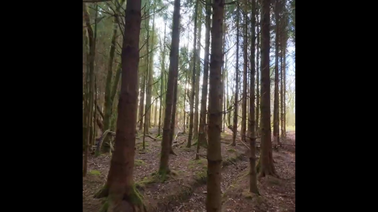 POV: You’re escaping to the woods 🇮🇪 #Shorts #CenterParcs
