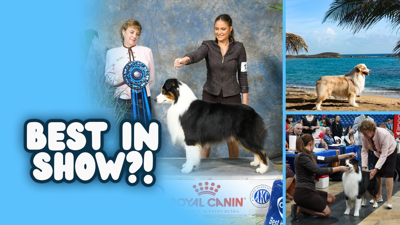 Best in Show in Puerto Rico?! | Dog Show Vlog