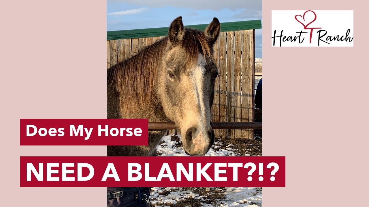 Does my Horse Need A Blanket?