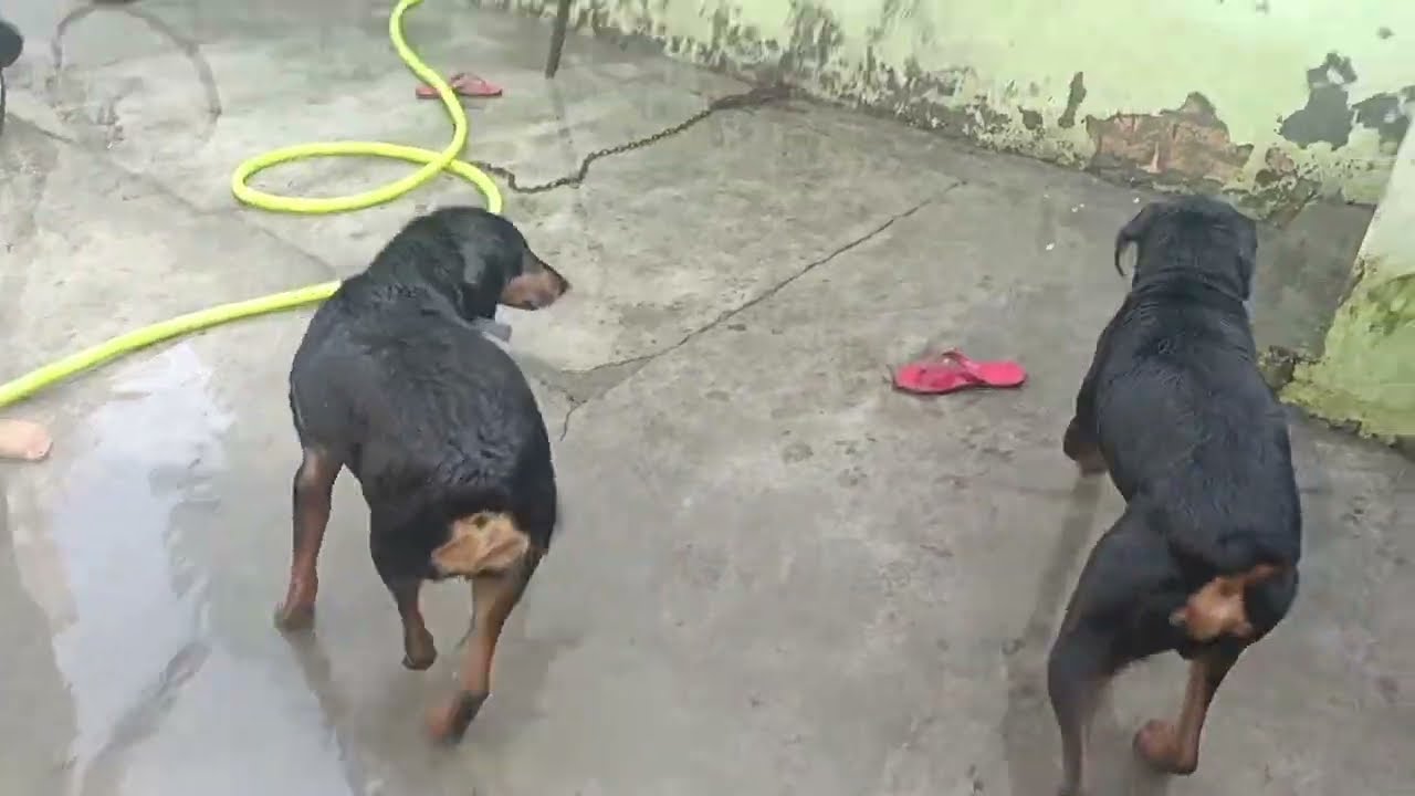 आज फिर नहलाया दोनों को 💦💦#dogvideos 🐕#dogilover 🥰🐕🐶dog 