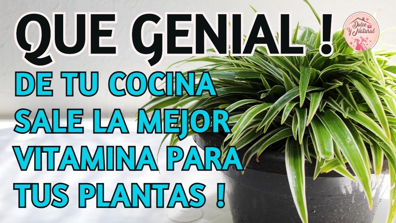 ✨ Poderoso  FERTILIZANTE  para tus PLANTAS y  sale de tu COCINA / Dulce y Natural.