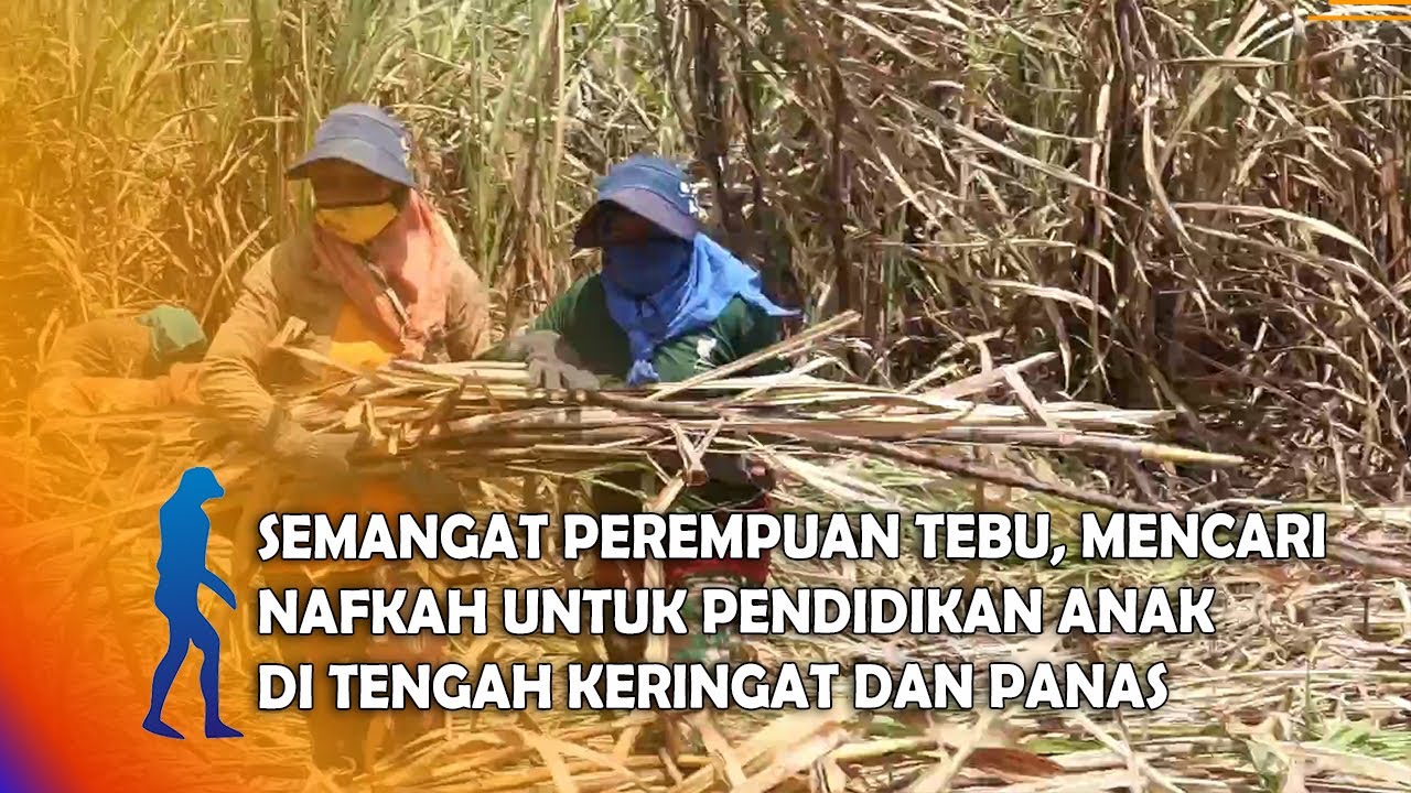 MAGETAN Semangat Perempuan Tebu, Mencari Nafkah Untuk Pendidikan Anak Di Tengah Keringat Dan Panas
