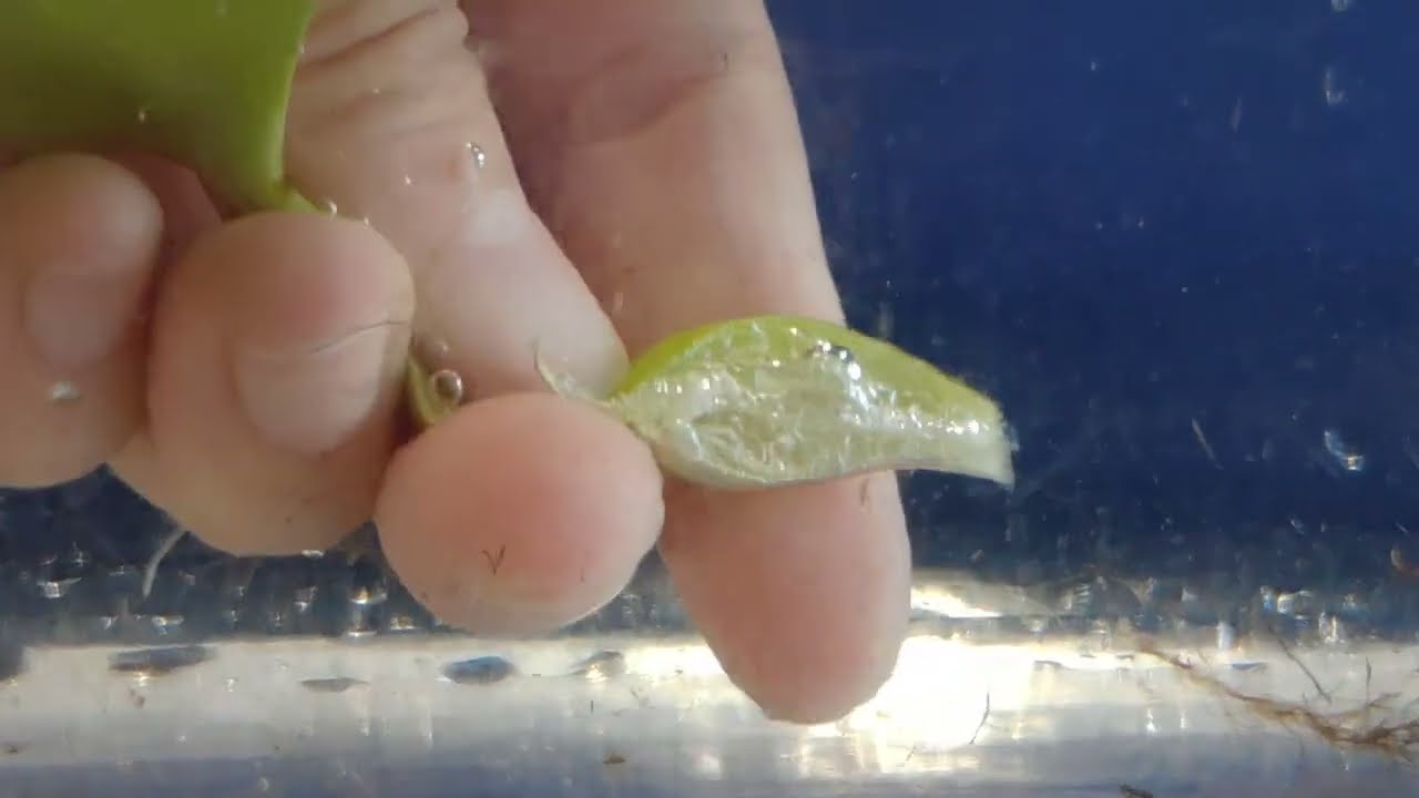 1水生植物 布袋蓮 縱切 側面拍