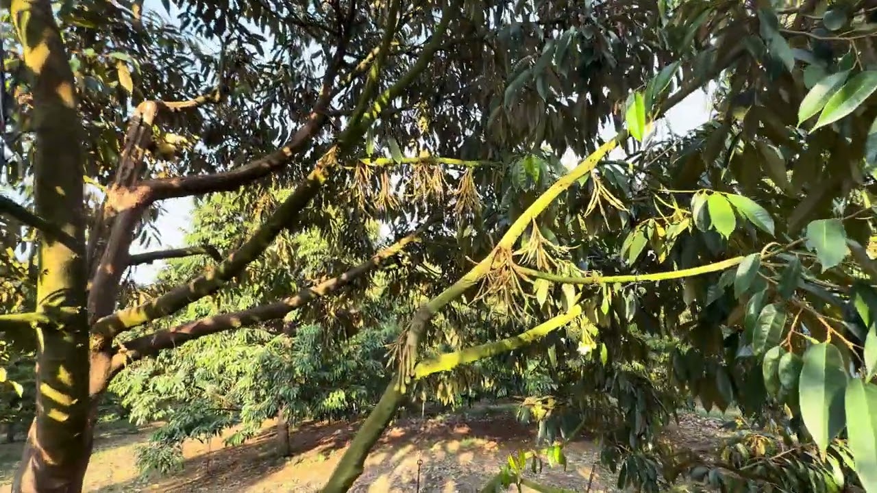 Thăm khu vườn sầu riêng đang buông trái non 