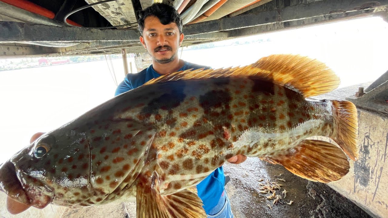 കറൂപ്പ് മുതൽ പല്ലൻ വരെ ചറ പറ മീനടി | Grouper | Pike Conger Eel | Hamour