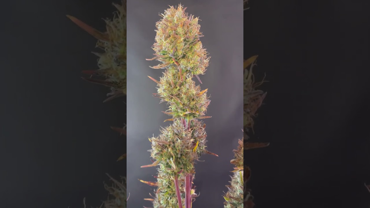 Papaya Cookies Auto by Fast Buds Genetics | Grown by Sebastian Good #shorts