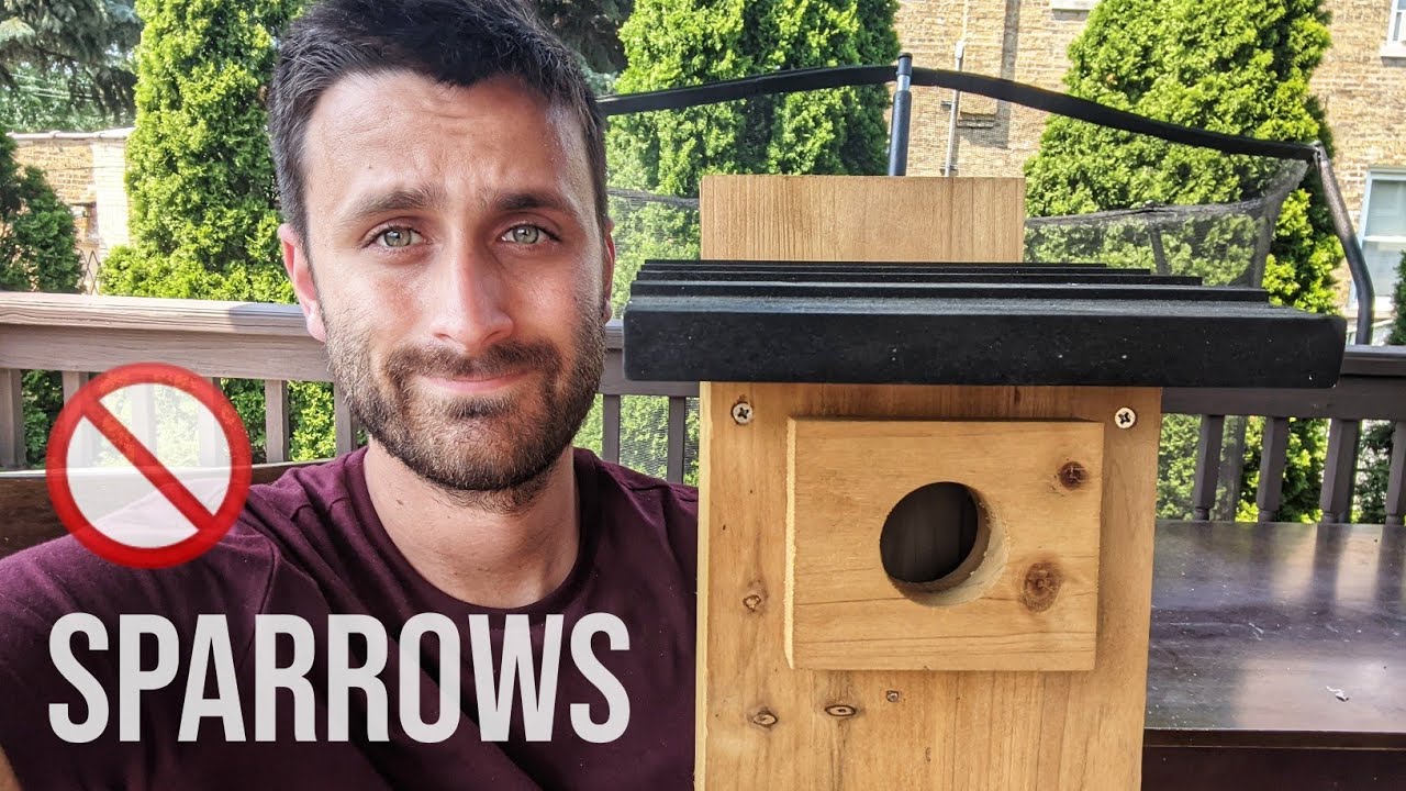 How to Keep House Sparrows Out of Bluebird Houses 🚫