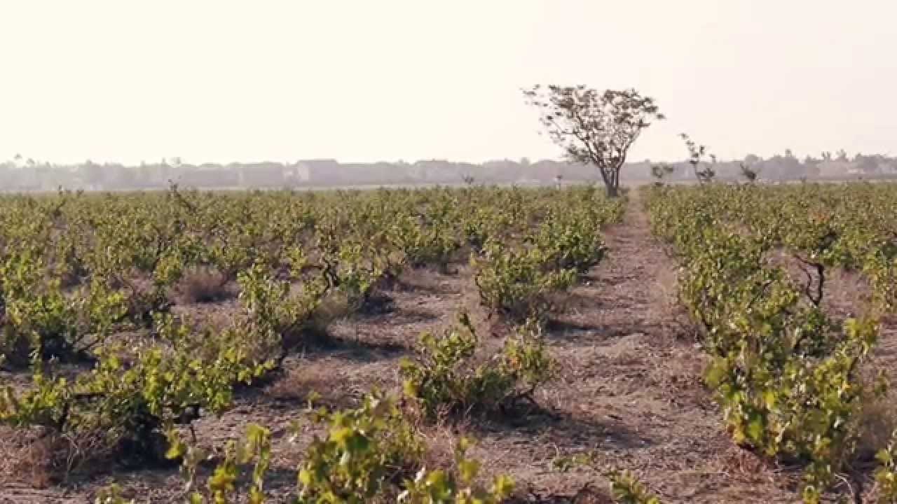 The Extract Visits Cucamonga's Lopez Vineyard