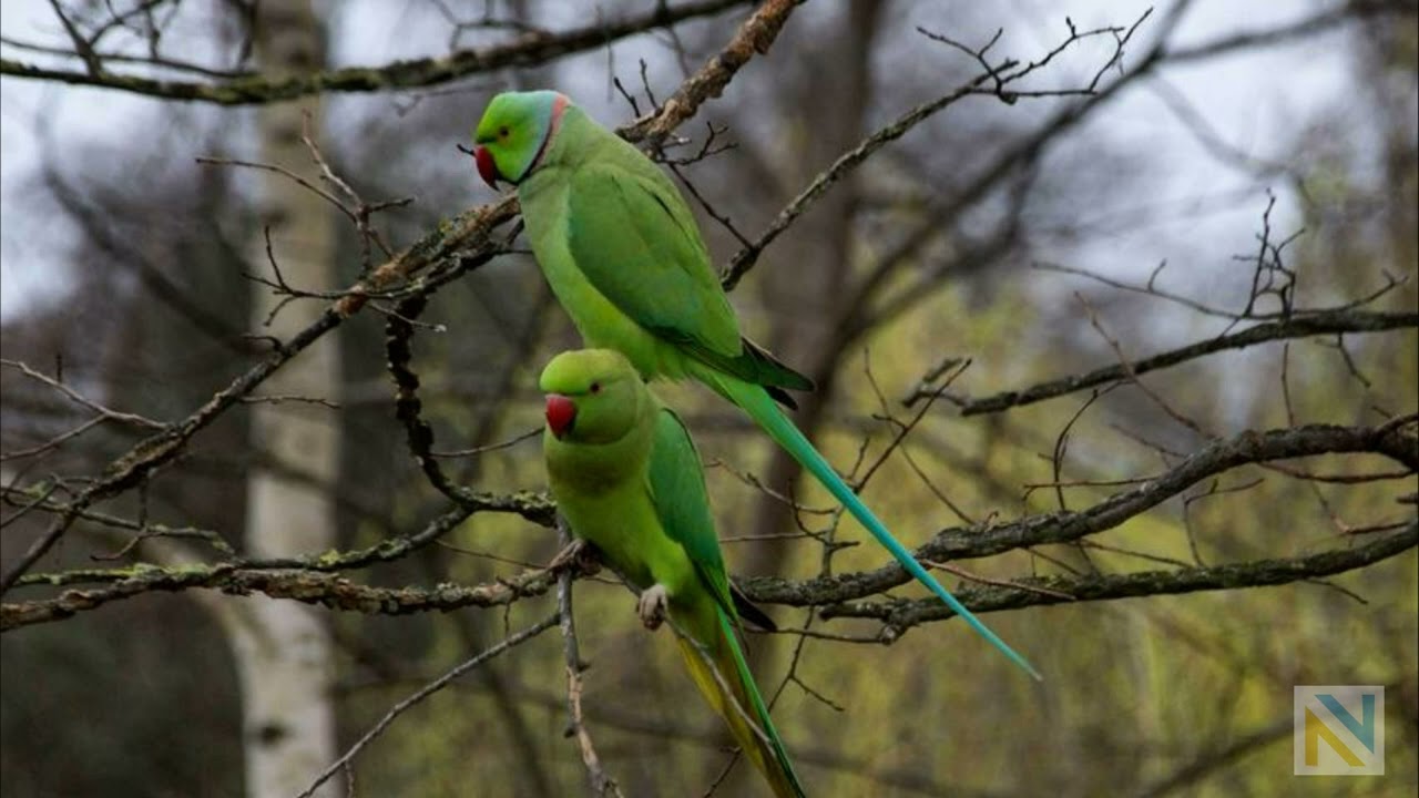 Lawrence Searle - Green Parrots
