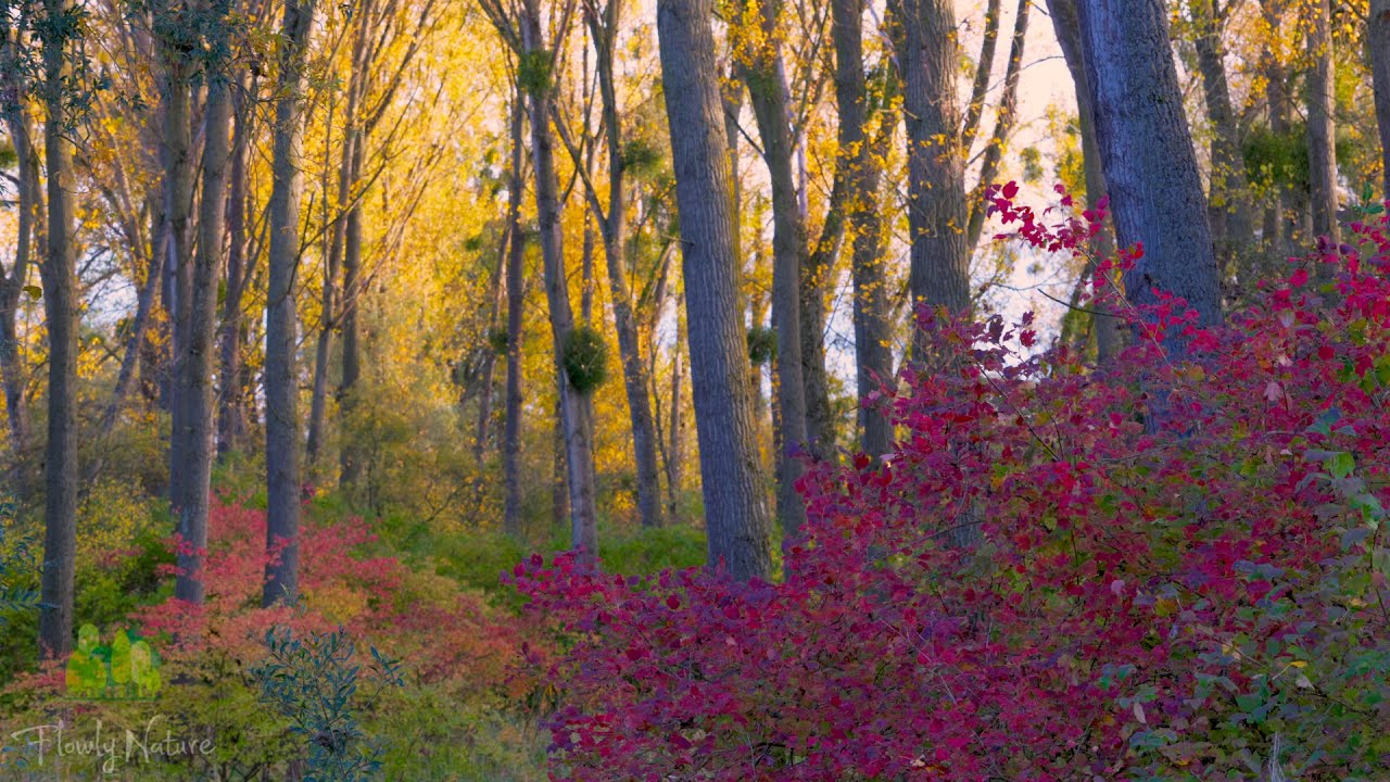 🌳 Relaxing Nature Sounds For Stress Relief, Bird Song, Forest Sounds