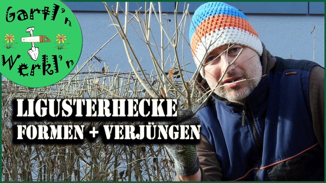 Ligusterhecke im März schneiden - Formen Verjüngen 2018er Look Wellenschnitt