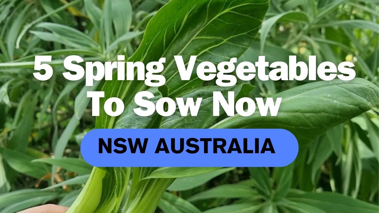 5 Late Winter/ Early Spring Veggies To Sow Now • NSW Australia