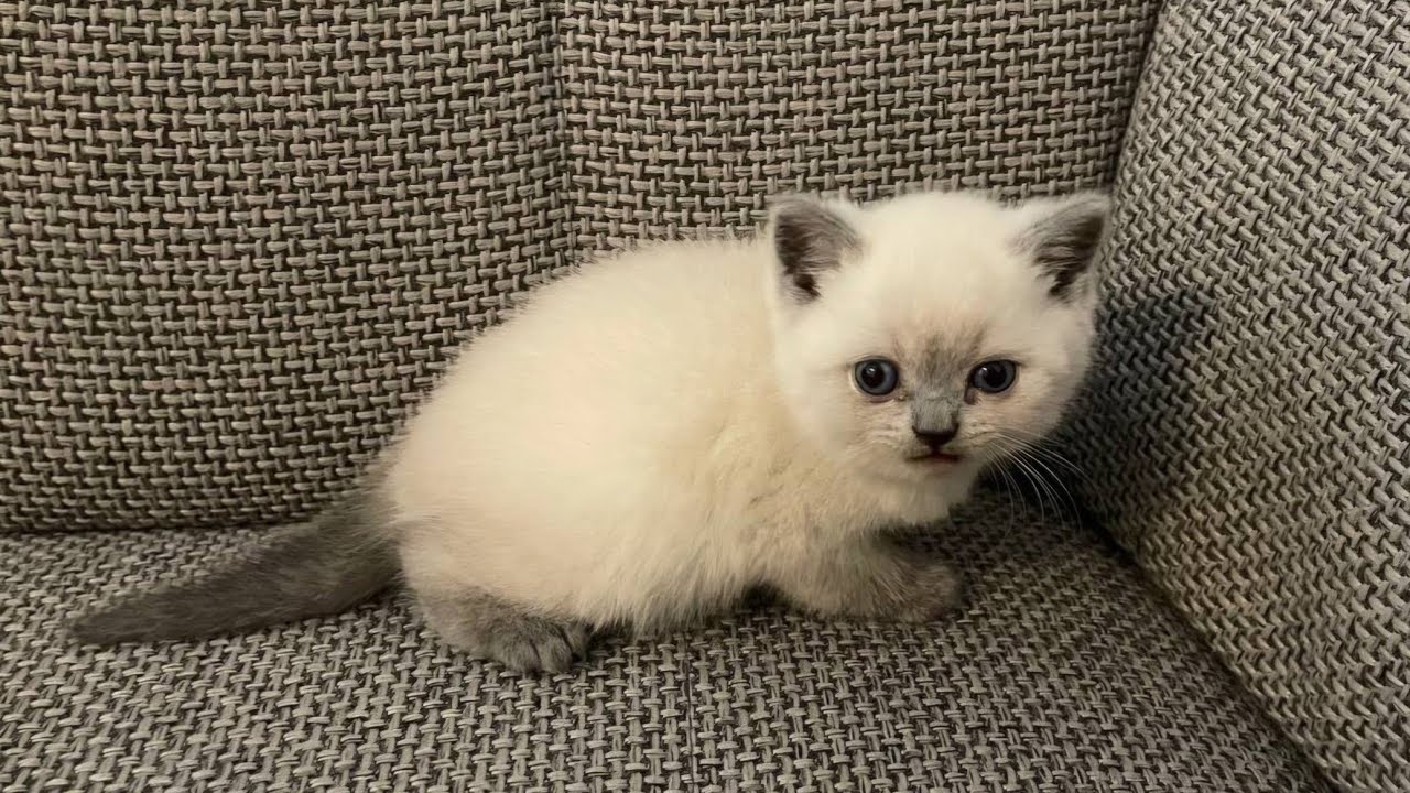 Реакция британского кота на котёнка 😾 Злой британец впервые увидел малышку